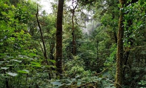 P&G and Flipkart come together to plant four forests under ‘Forests For Good’ initiative